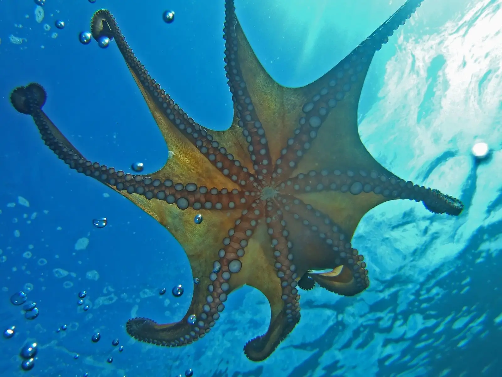 Scuba dive in Bol